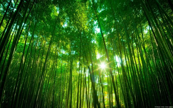 alberi